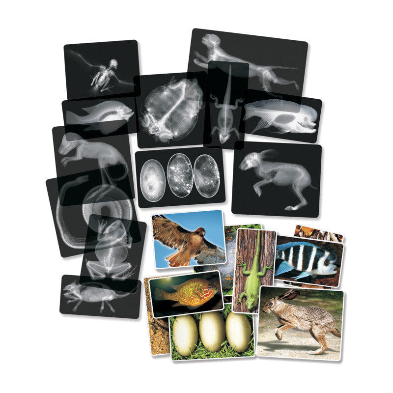 ROYLCO - Animal X-Ray Set, Set of 14