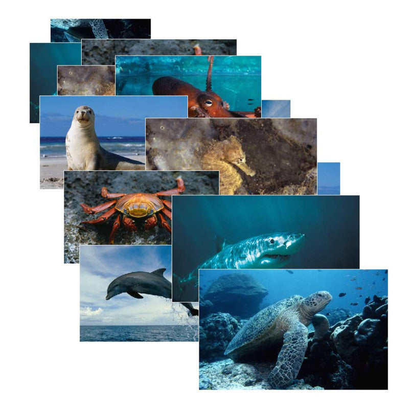 STAGES LEARNING MATERIALS - Sea Life Poster Set, Set of 14