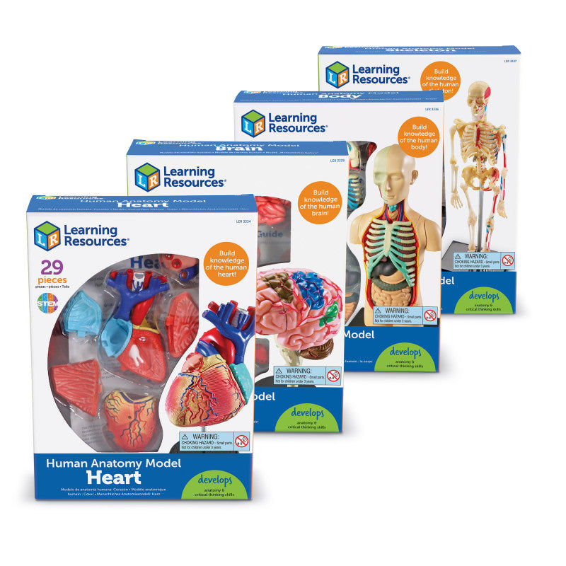 LEARNING RESOURCES - Anatomy Models Set