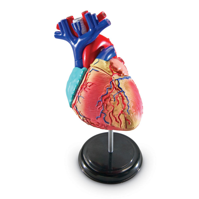 LEARNING RESOURCES - Heart Anatomy Model