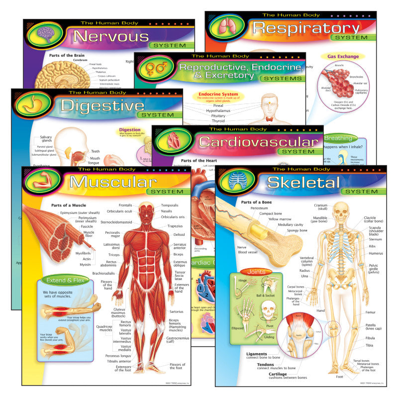 TREND - The Human Body Learning Charts Combo Pack, Set of 7