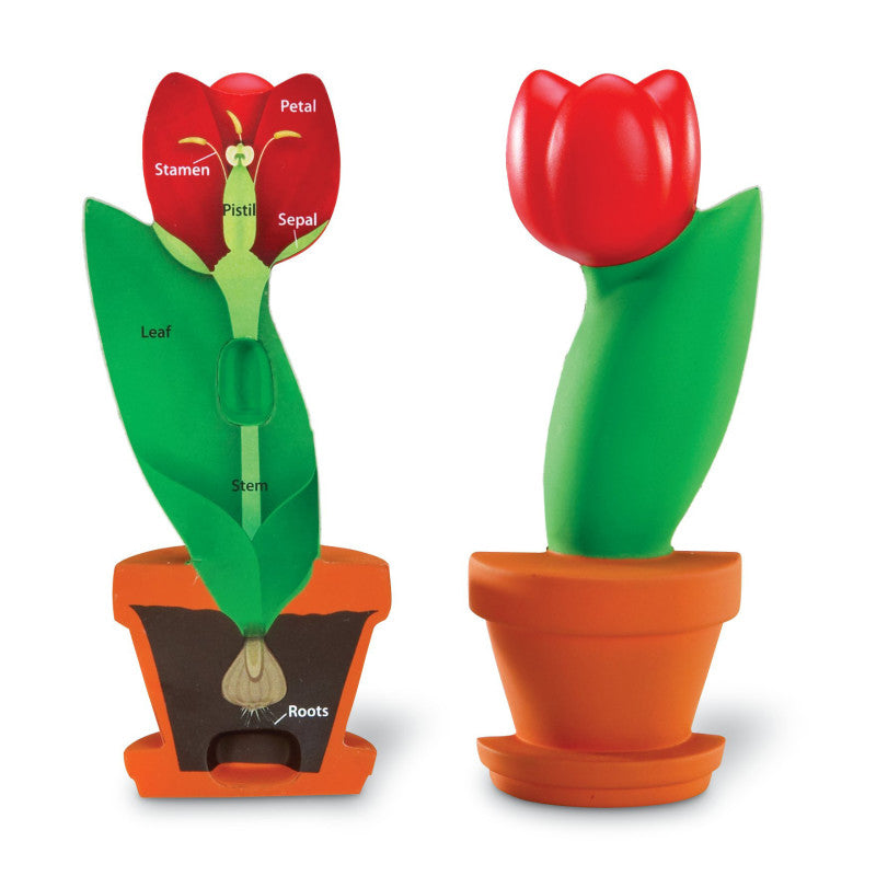 LEARNING RESOURCES - Cross-Section Flower Model