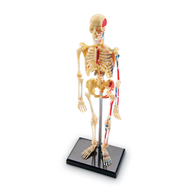 LEARNING RESOURCES - Human Skeleton Model, 41 Pieces
