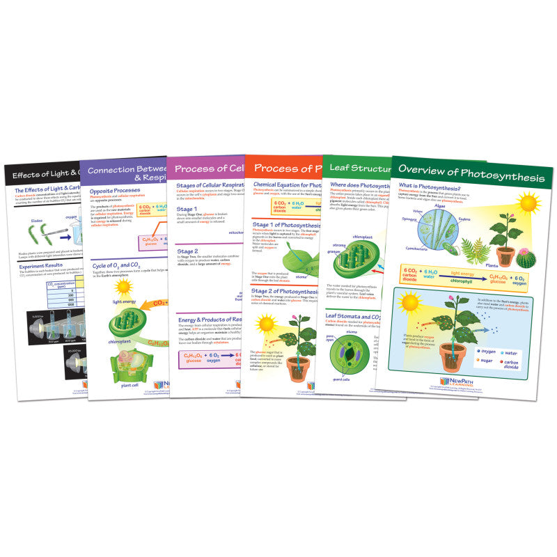 NEWPATH LEARNING - Photosynthesis Bulletin Board Chart Set, Grades 3-5