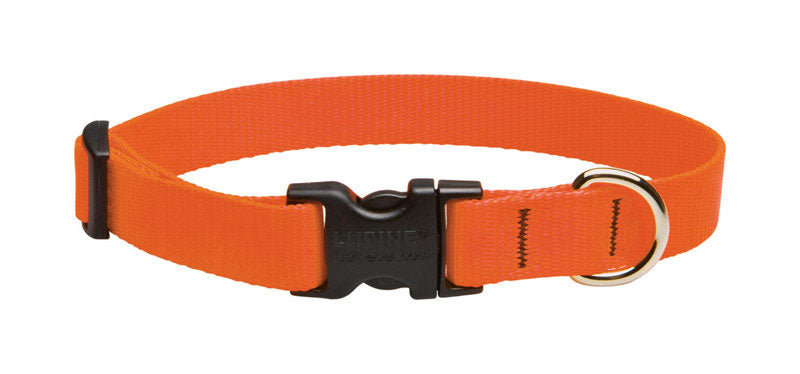 LUPINEPET - LupinePet Basic Solids Blaze Orange Blaze Orange Nylon Dog Adjustable Collar [52501]