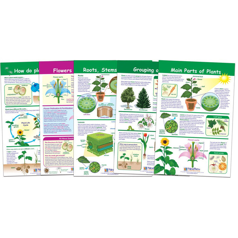 NEWPATH LEARNING - All About Plants Bulletin Board Charts, Set of 5