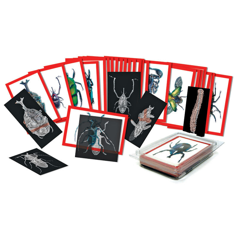 ROYLCO - Insect X-rays and Picture Cards, Pack of 36