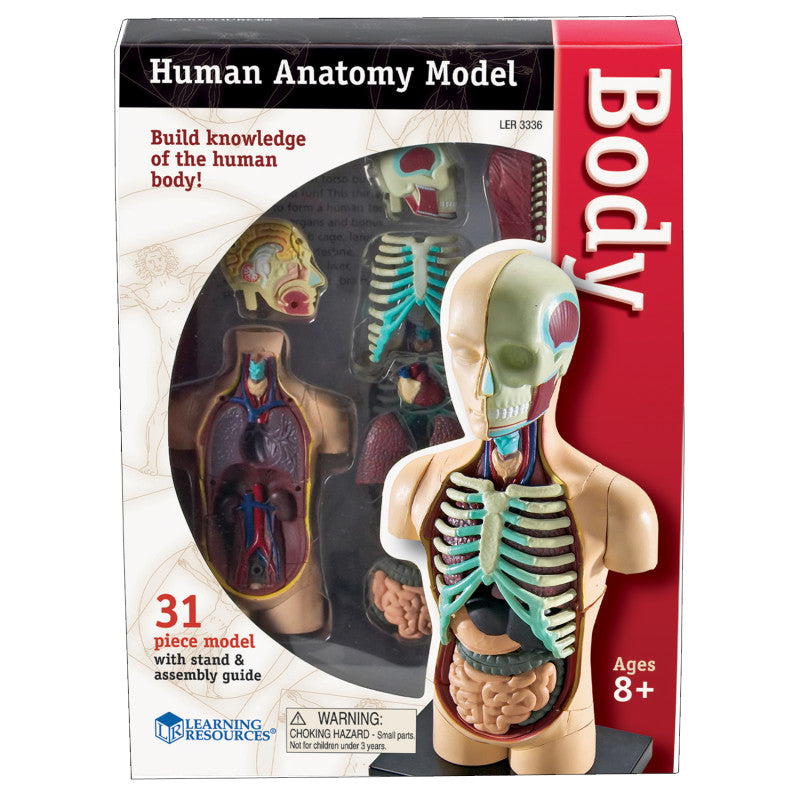 LEARNING RESOURCES - Human Body Anatomy Model, 31 Pieces