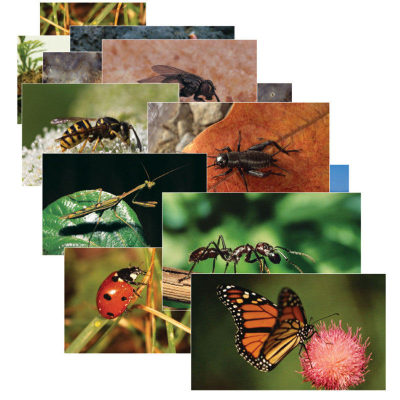 STAGES LEARNING MATERIALS - Insects & Bugs Real Life Learning Poster Card Set, Set of 14