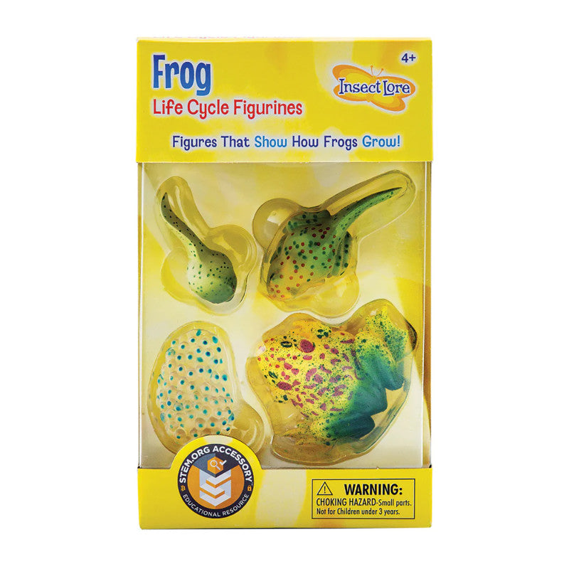 Frog Life Cycle Stages