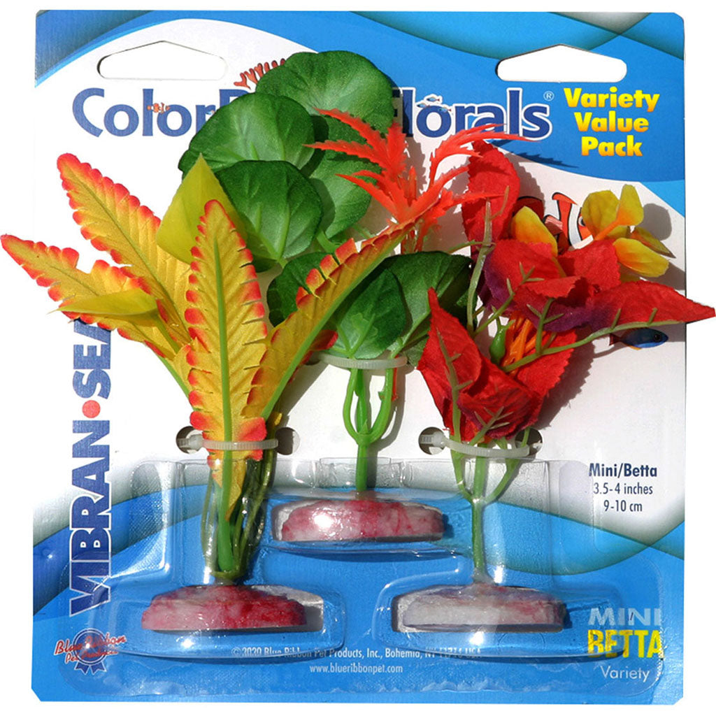 Color Burst Florals Plant Variety Pack (MULTI, MINI)