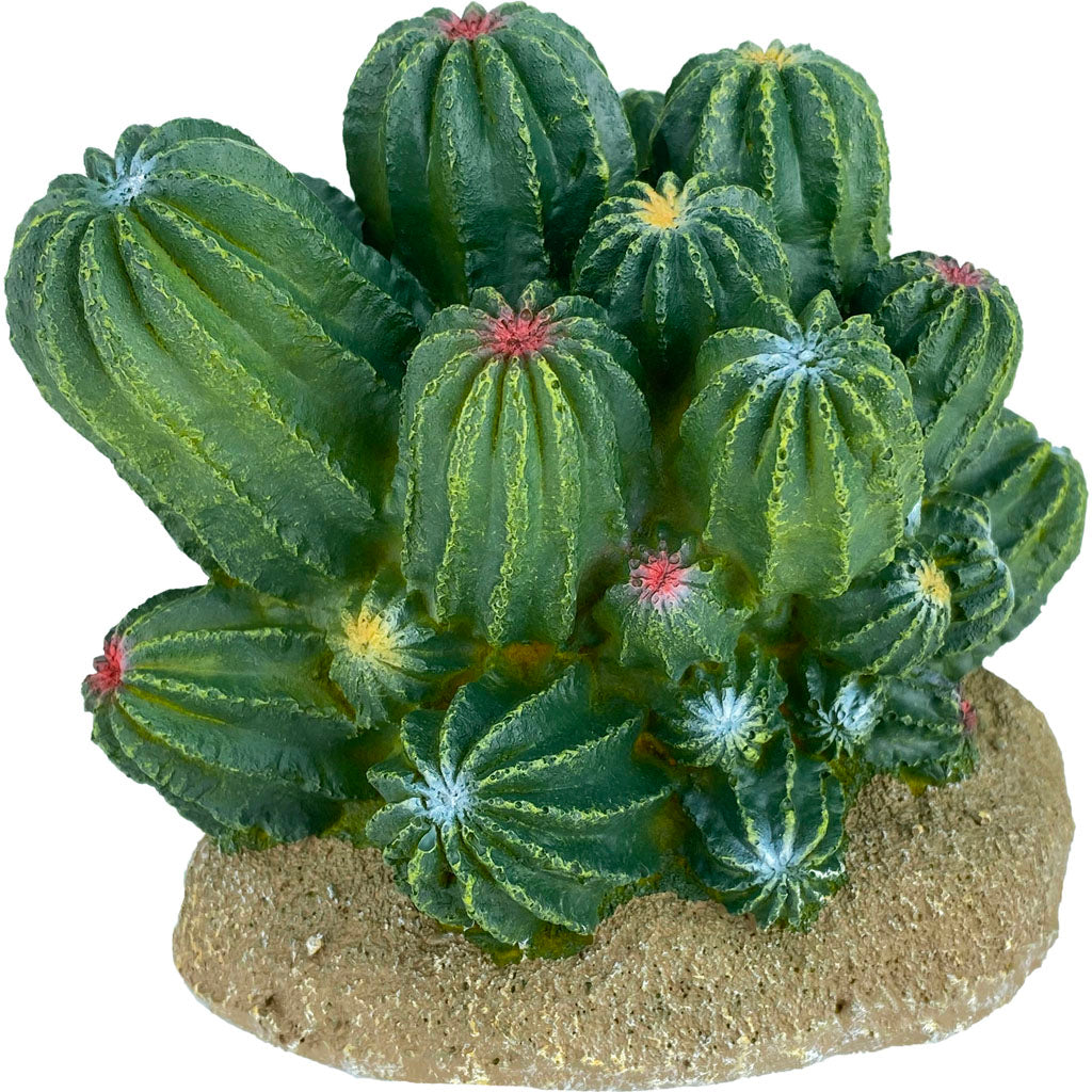Komodo Cactus/Barrel Cactus (GREEN, MD)