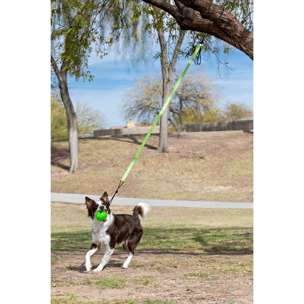 Jolly Pets Tree Tugger Bungee (GREEN, LG)