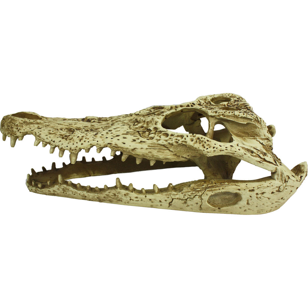 Komodo Alligator Skull (NATURAL, MD)