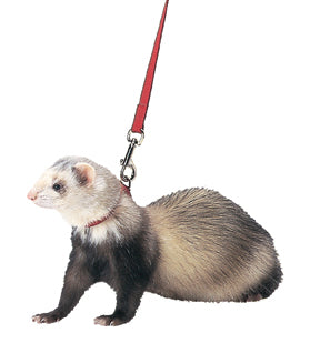 Marshall Ferret Harness And Lead (RED, 48 IN)