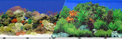 Double-Sided Garden/Carribbean Coral Background (19 IN X 50 FT)