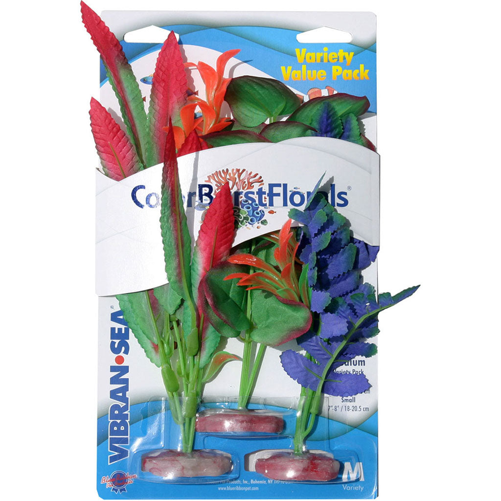 Color Burst Florals Plant Variety Pack (MULTI, MD)